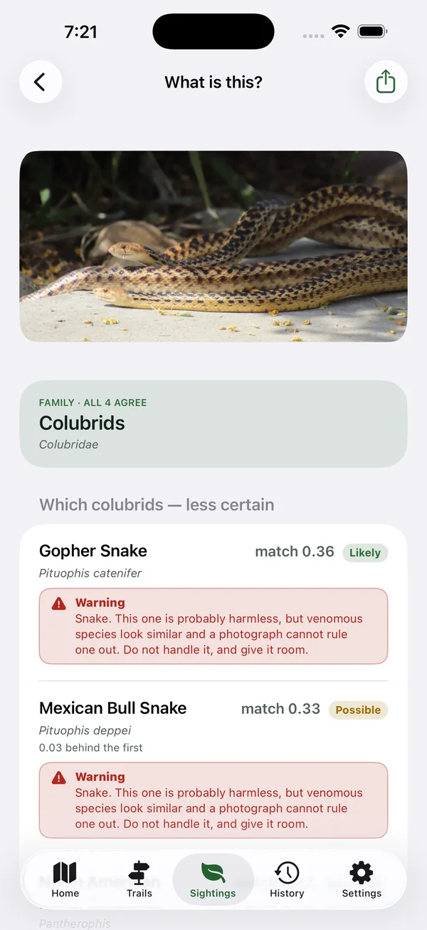 Identification result for a snake photo: all candidates agree on the family Colubrids, with Gopher Snake listed first and a venomous look-alike warning