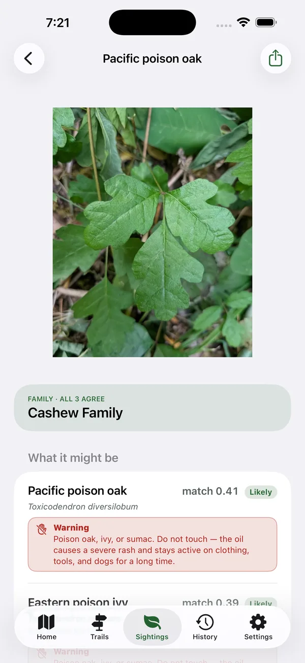 Identification result for a leaf photo: Pacific poison oak, with a warning not to touch